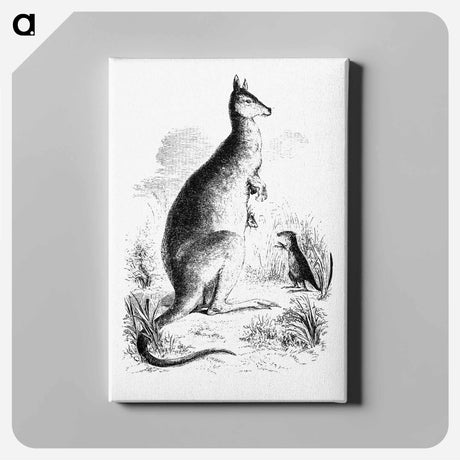 アートパネル-Kangaroo and Kangaroo Rat
 - 大英図書館 Canvas.