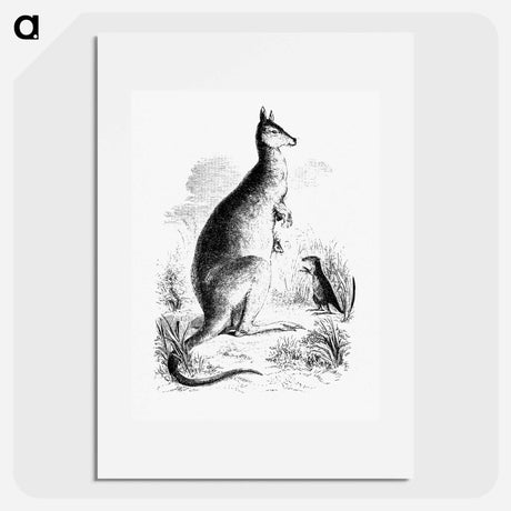 アートポスター-Kangaroo and Kangaroo Rat
 - 大英図書館 Poster.