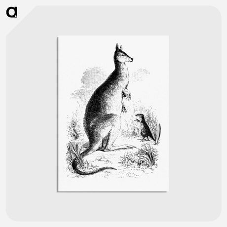 アートポストカード-Kangaroo and Kangaroo Rat
 - 大英図書館 Postcard.