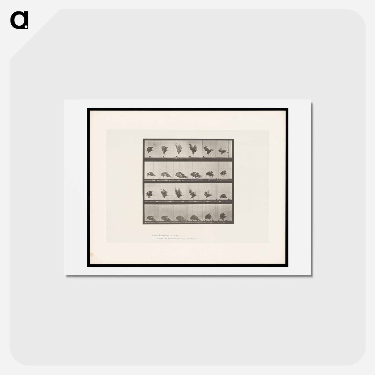 アートポストカード-Eagle Landing
 - エドワード マイブリッジ Postcard.
