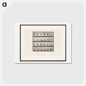 アートポストカード-Eagle Landing
 - エドワード マイブリッジ Postcard.
