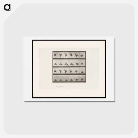 アートポストカード-Eagle Landing
 - エドワード マイブリッジ Postcard.