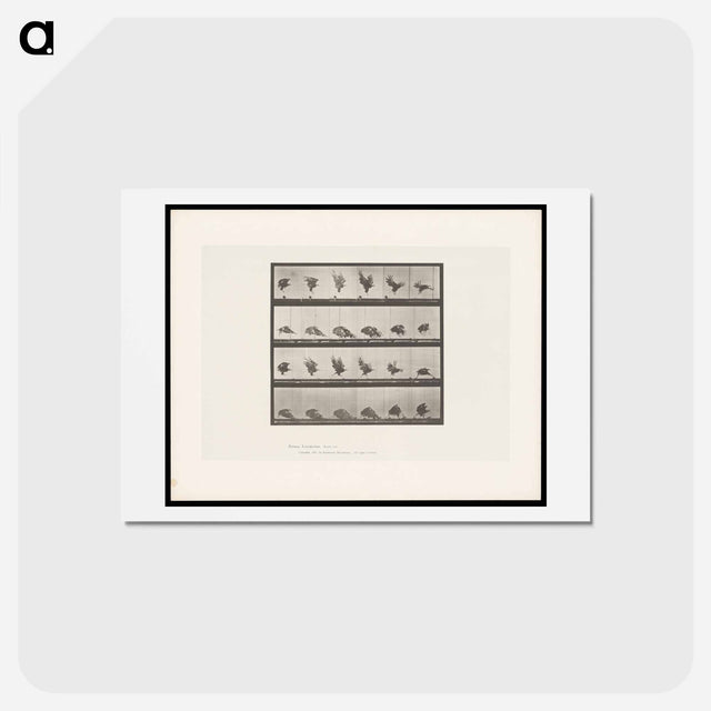 アートポストカード-Eagle Landing
 - エドワード マイブリッジ Postcard.
