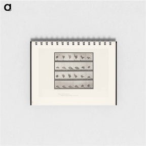 アートメモ帳-Eagle Landing
 - エドワード マイブリッジ Memo.