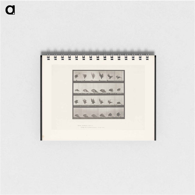 アートメモ帳-Eagle Landing
 - エドワード マイブリッジ Memo.