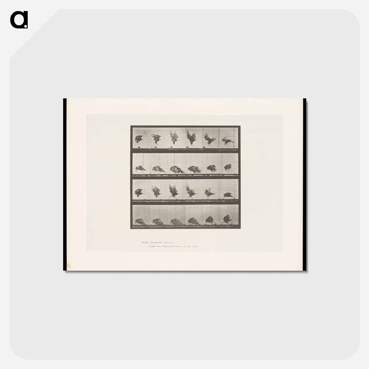 アートポストカード-Eagle Landing
 - エドワード マイブリッジ Postcard.