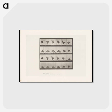 アートポストカード-Eagle Landing
 - エドワード マイブリッジ Postcard.