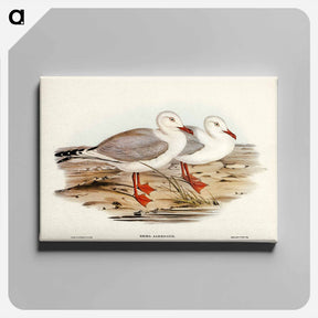 アートパネル-Jameson's Gull
 - ジョン グールド Canvas.