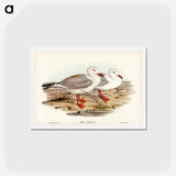 アートポストカード-Jameson's Gull
 - ジョン グールド Postcard.