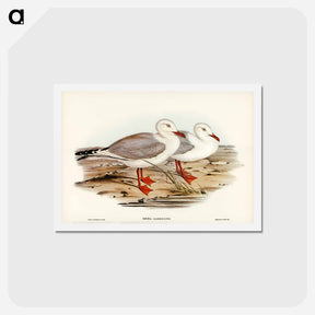 アートポストカード-Jameson's Gull
 - ジョン グールド Postcard.