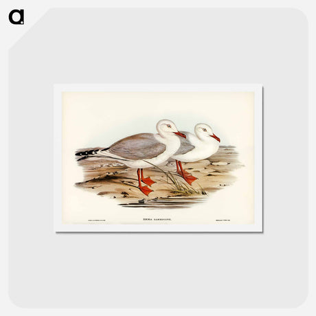 アートポストカード-Jameson's Gull
 - ジョン グールド Postcard.