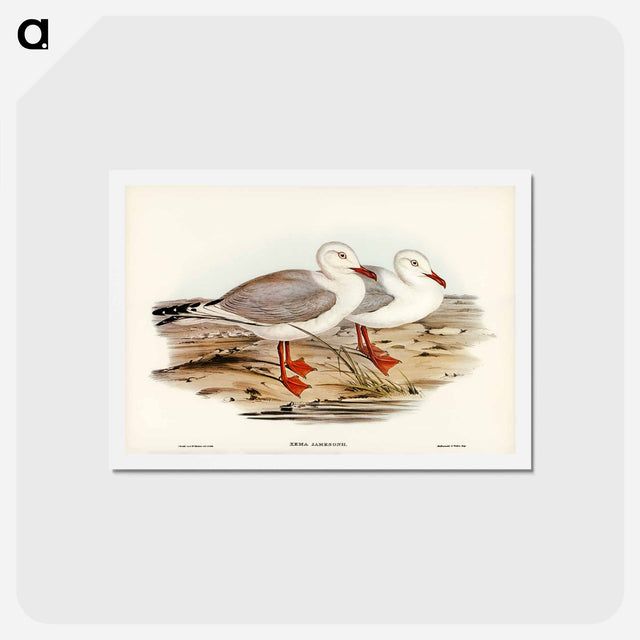アートポストカード-Jameson's Gull
 - ジョン グールド Postcard.