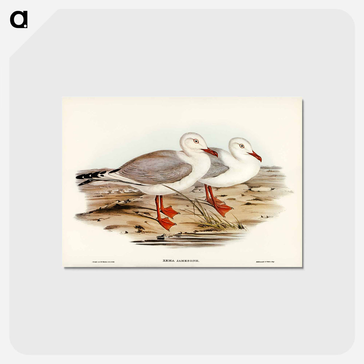 アートポストカード-Jameson's Gull
 - ジョン グールド Postcard.