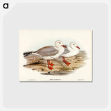アートポストカード-Jameson's Gull
 - ジョン グールド Postcard.