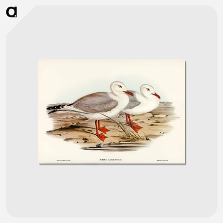 アートポストカード-Jameson's Gull
 - ジョン グールド Postcard.