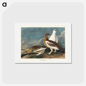 アートポストカード-Rock Grouse
 - ジョン ジェームス オーデュボン Postcard.