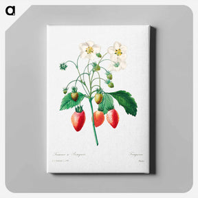 アートパネル-Strawberry - ピエール ジョゼフ ルドゥーテ Canvas.