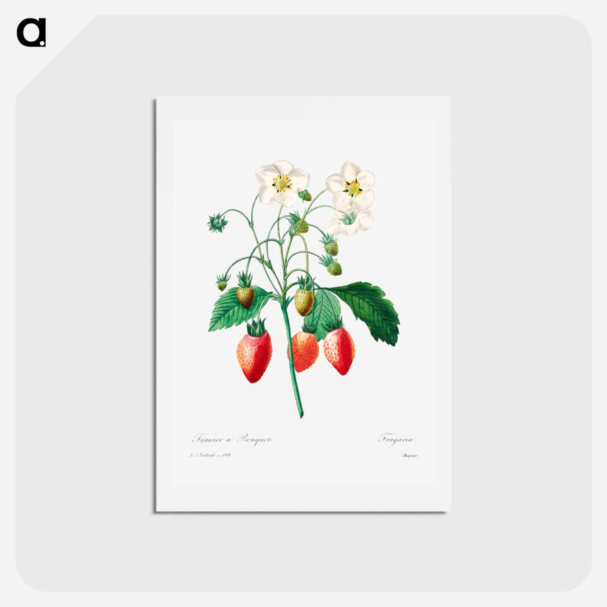 アートポストカード-Strawberry - ピエール ジョゼフ ルドゥーテ Postcard.