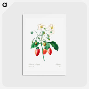 アートポストカード-Strawberry - ピエール ジョゼフ ルドゥーテ Postcard.