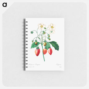 アートメモ帳-Strawberry - ピエール ジョゼフ ルドゥーテ Memo.