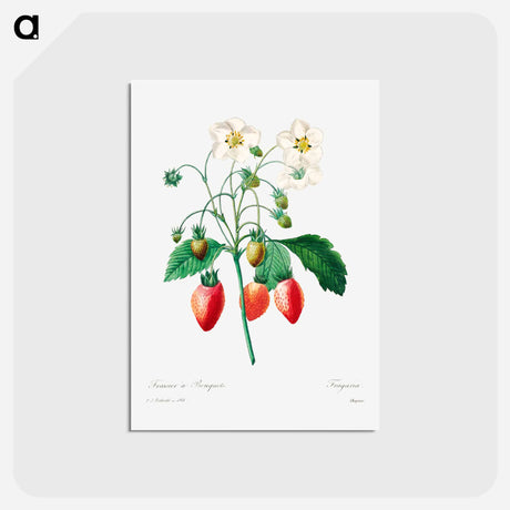 アートポストカード-Strawberry - ピエール ジョゼフ ルドゥーテ Postcard.