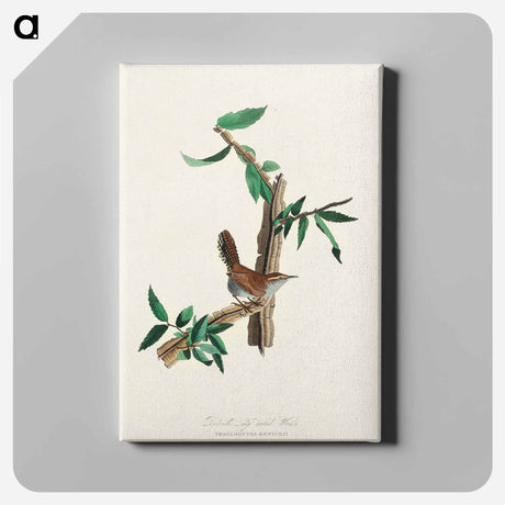 アートパネル-Bewick's Wren from Birds of America
 - アメリカの鳥たち Canvas.