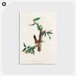 アートポストカード-Bewick's Wren from Birds of America
 - アメリカの鳥たち Postcard.