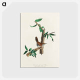 アートポストカード-Bewick's Wren from Birds of America
 - アメリカの鳥たち Postcard.