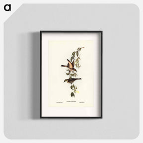アートポスター-Yellow-faced Honey-eater
 - オーストラリアの鳥 Poster.