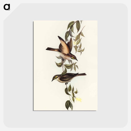 アートポストカード-Yellow-faced Honey-eater
 - オーストラリアの鳥 Postcard.