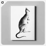 アートパネル-Kangaroo from Adventures of a Gold-Digger
 - 大英図書館 Canvas.