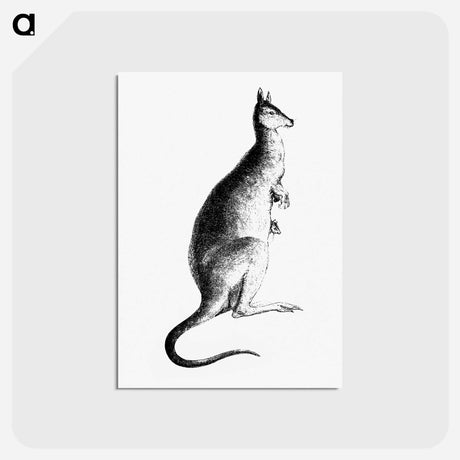 アートポストカード-Kangaroo from Adventures of a Gold-Digger
 - 大英図書館 Postcard.
