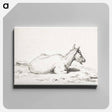 アートパネル-Lying goat - ジャン ベルナール Canvas.