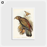 アートポストカード-Kea Parrot
 - ジョン グールド Postcard.