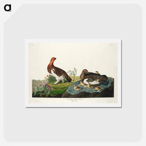 アートポストカード-Willow Grouse
 - ジョン ジェームス オーデュボン Postcard.