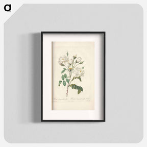 アートポスター-Rose illustration - ピエール ジョゼフ ルドゥーテ Poster.