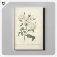 4-55_Pierre-Joseph-Redoute_canvas
