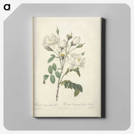 4-55_Pierre-Joseph-Redoute_canvas