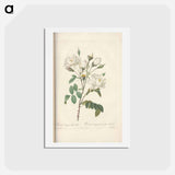 アートポストカード-Rose illustration - ピエール ジョゼフ ルドゥーテ Postcard.