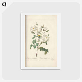 アートポストカード-Rose illustration - ピエール ジョゼフ ルドゥーテ Postcard.