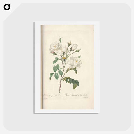 アートポストカード-Rose illustration - ピエール ジョゼフ ルドゥーテ Postcard.