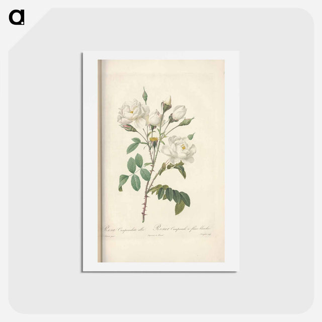 アートポストカード-Rose illustration - ピエール ジョゼフ ルドゥーテ Postcard.