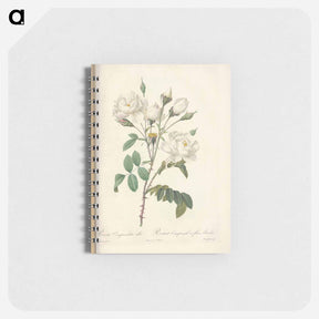 アートメモ帳-Rose illustration - ピエール ジョゼフ ルドゥーテ Memo.
