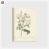 アートポストカード-Rose illustration - ピエール ジョゼフ ルドゥーテ Postcard.