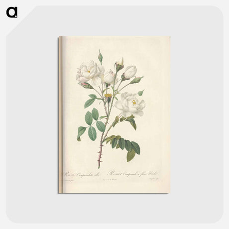 アートポストカード-Rose illustration - ピエール ジョゼフ ルドゥーテ Postcard.