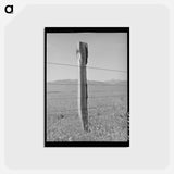 アートポストカード-Cruzen Ranch Fence
 - ラッセル リー Postcard.