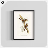 Scrub Robin
 - オーストラリアの鳥 Poster.