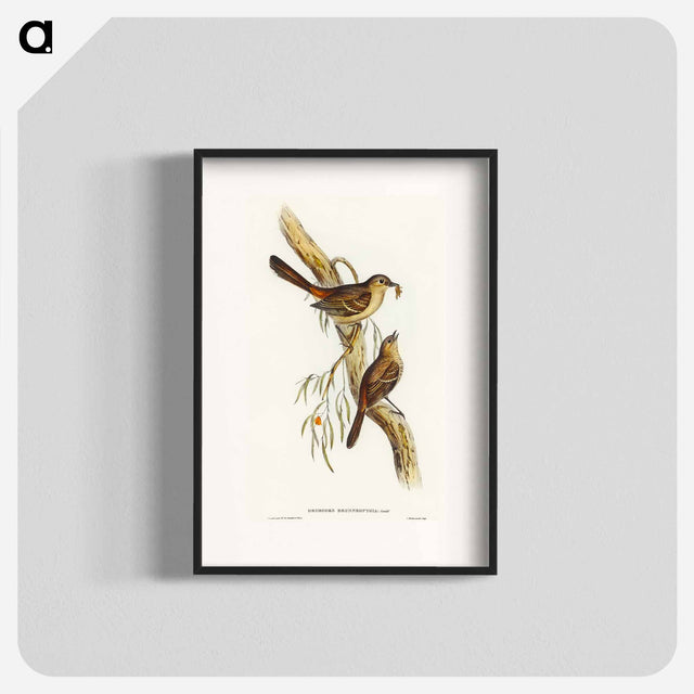 アートポスター-Scrub Robin
 - オーストラリアの鳥 Poster.