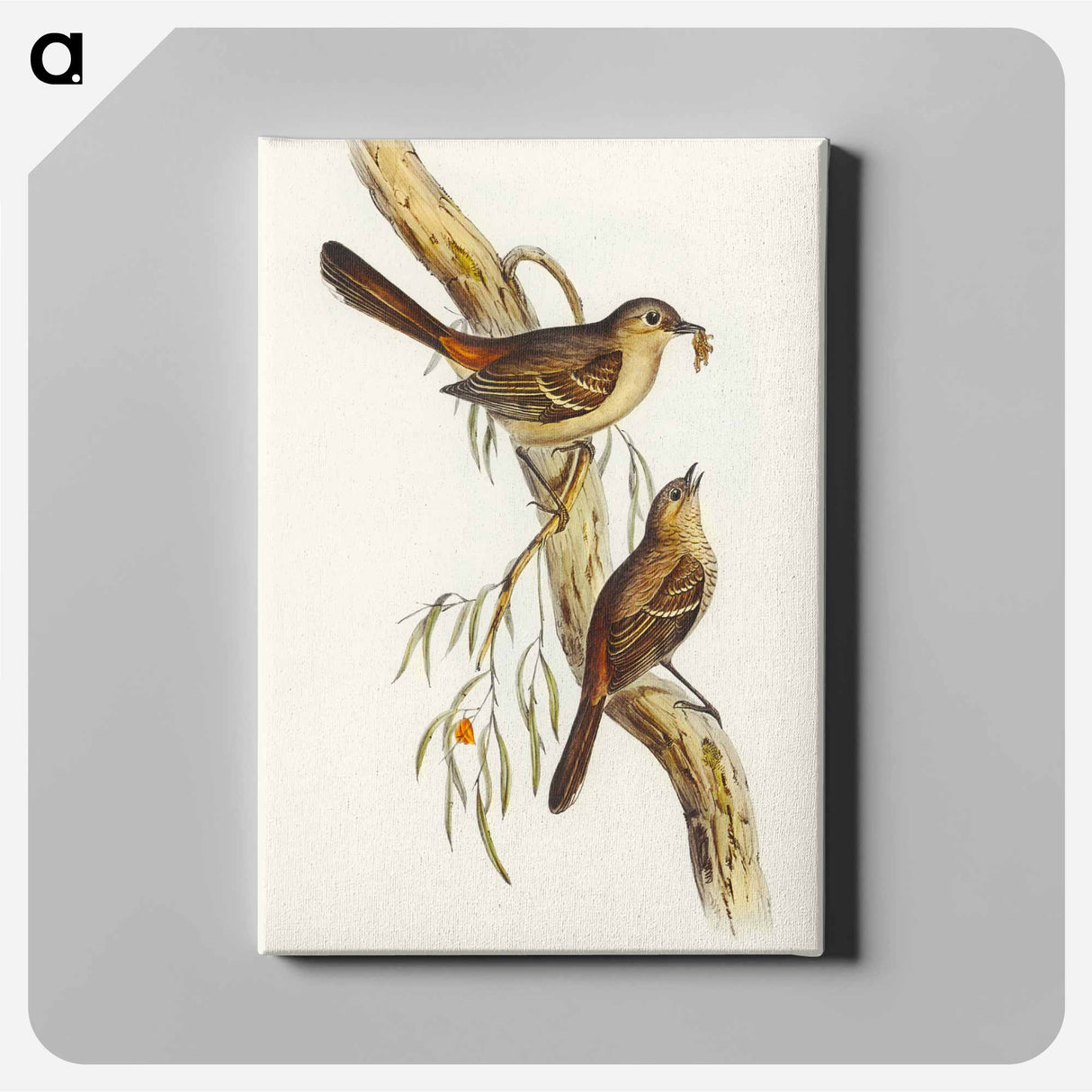 Scrub Robin
 - オーストラリアの鳥 Canvas.
