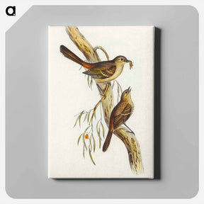 アートパネル-Scrub Robin
 - オーストラリアの鳥 Canvas.